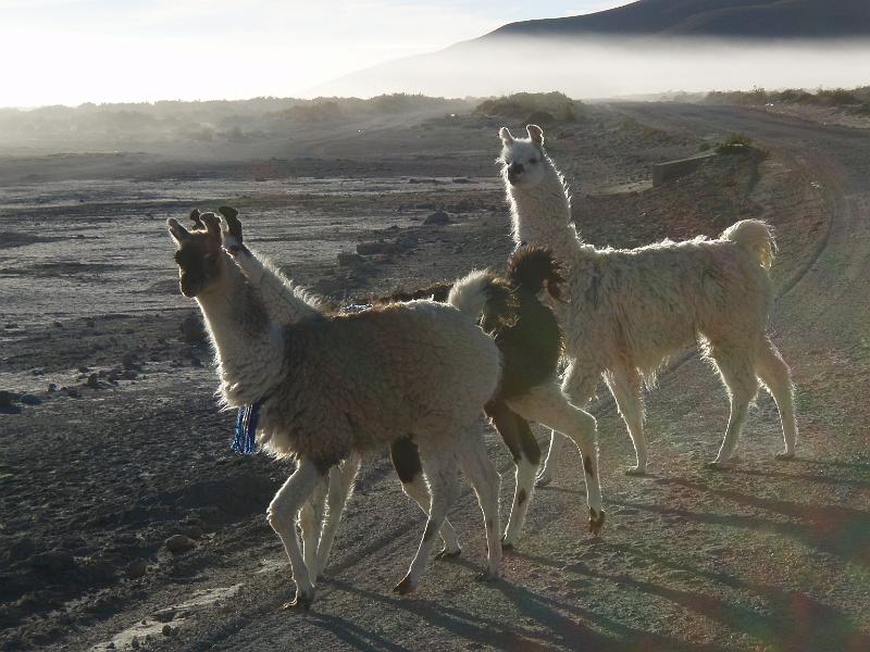 Coipasa Salt Flats (8).JPG